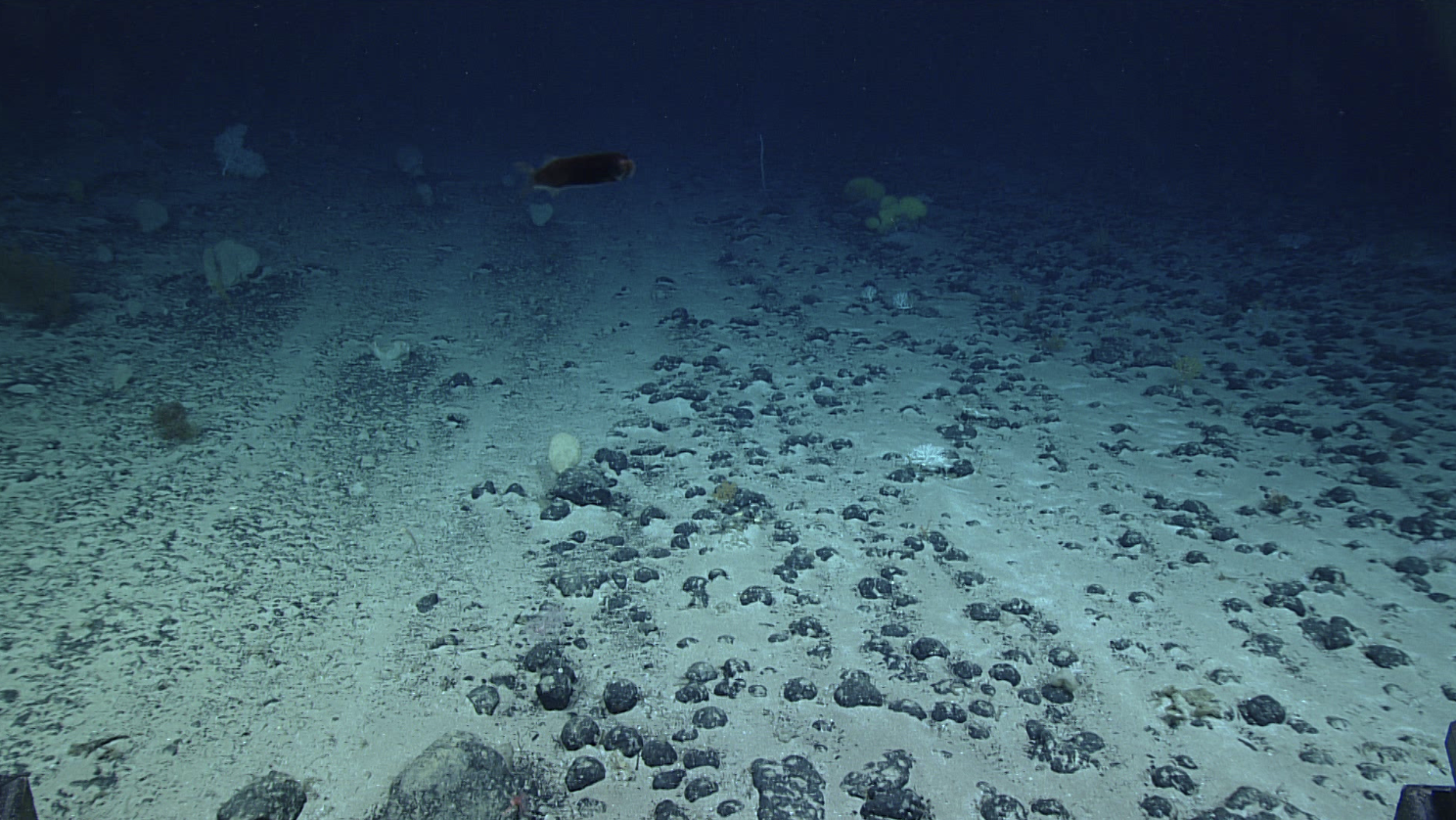 How Deep-Sea Mining Stirs Up the Ocean Floor and What Scientists Are Learning from It Post image